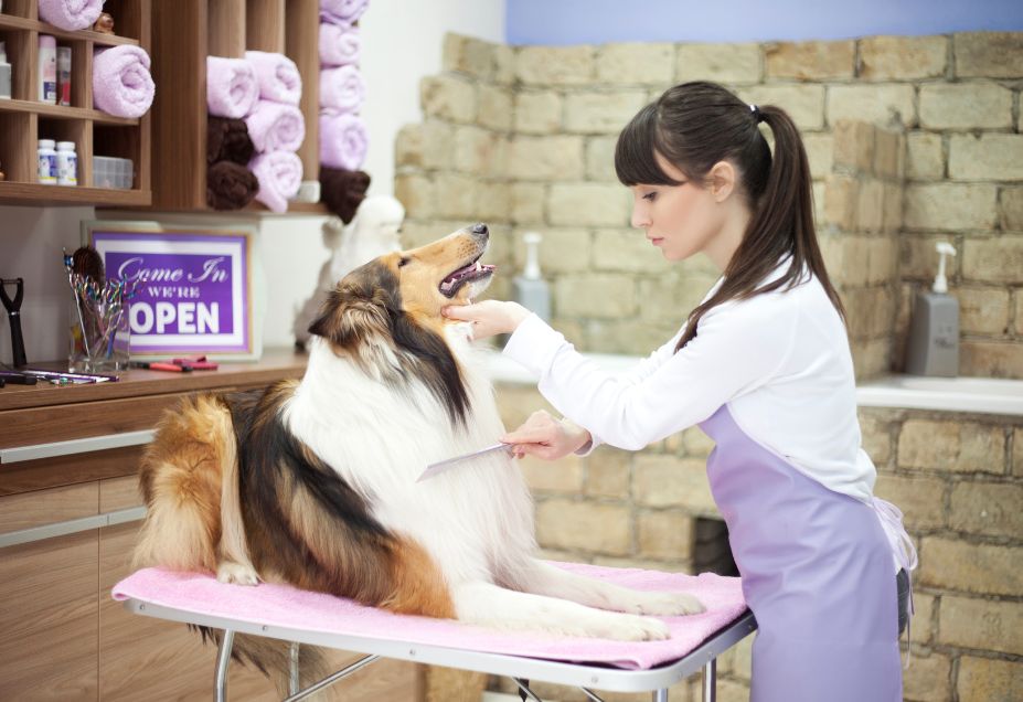 How to Become a Dog Groomer in Kentucky? 